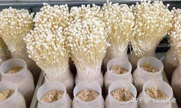 金针菇养殖视频_白色金针菇栽培_白金针菇养殖技术