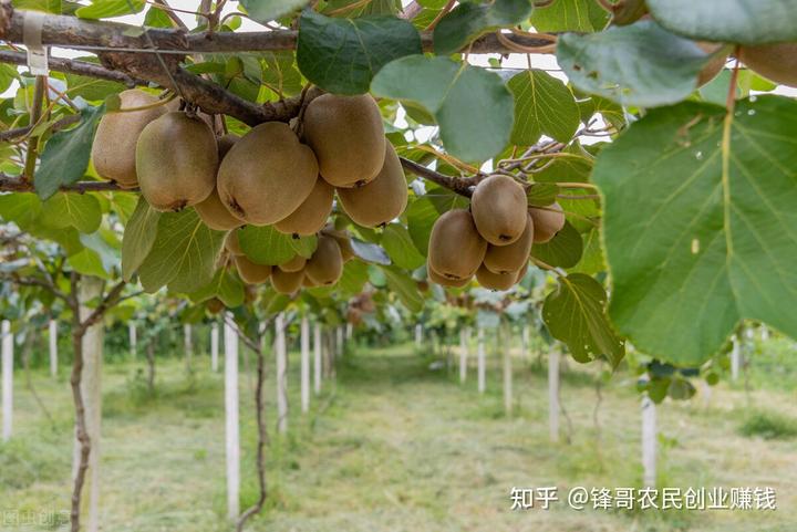 中国种植致富项目_种植致富新项目_致富种植创业项目