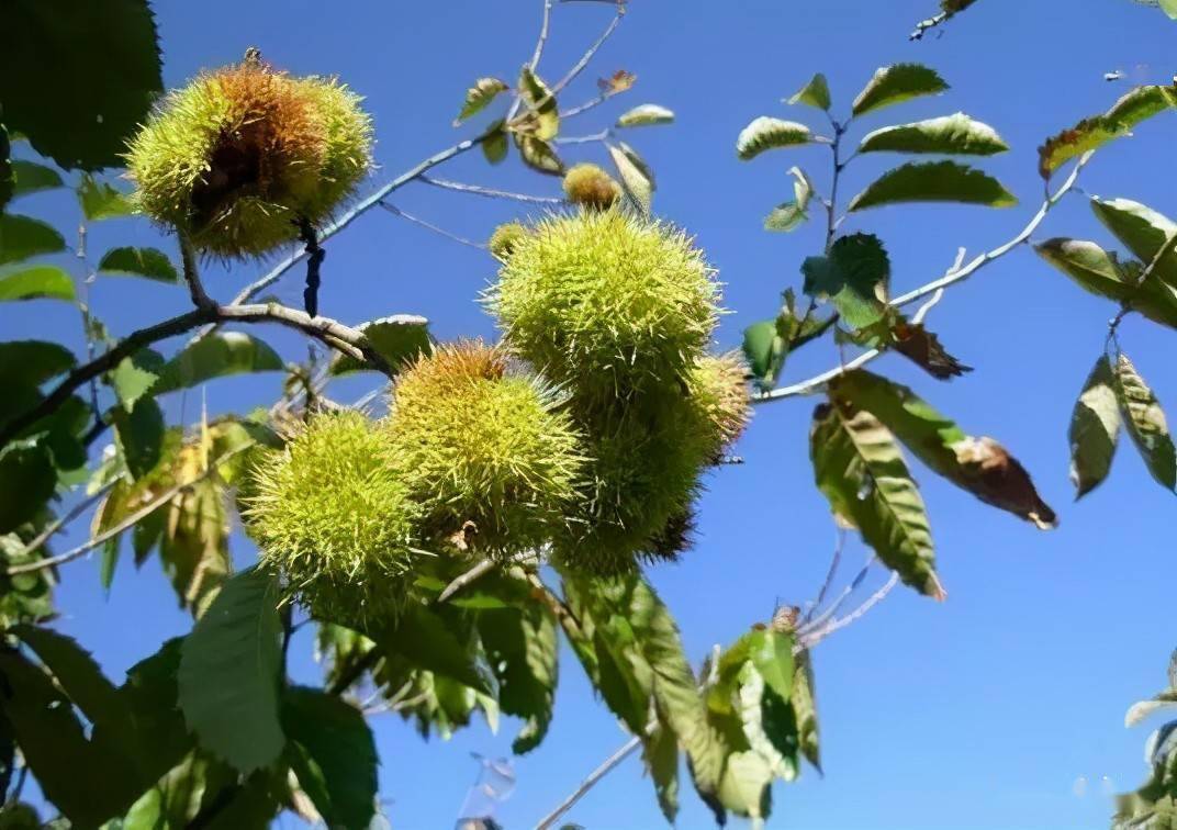 扁桃种植带领全县致富_扁桃种植致富_扁桃种植技术