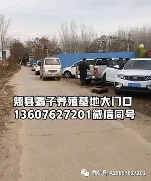 一万只2-3-5000只蝎子一年利润多少？蝎子的养殖技术及市场前景