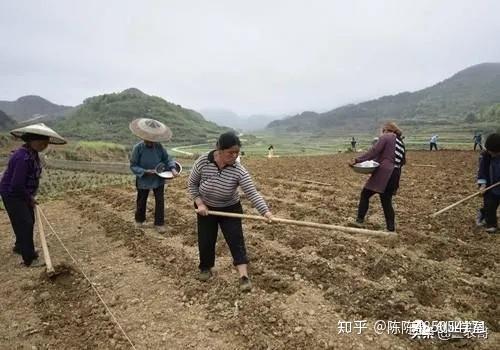 种植致富新项目_中国种植致富项目_致富种植创业项目