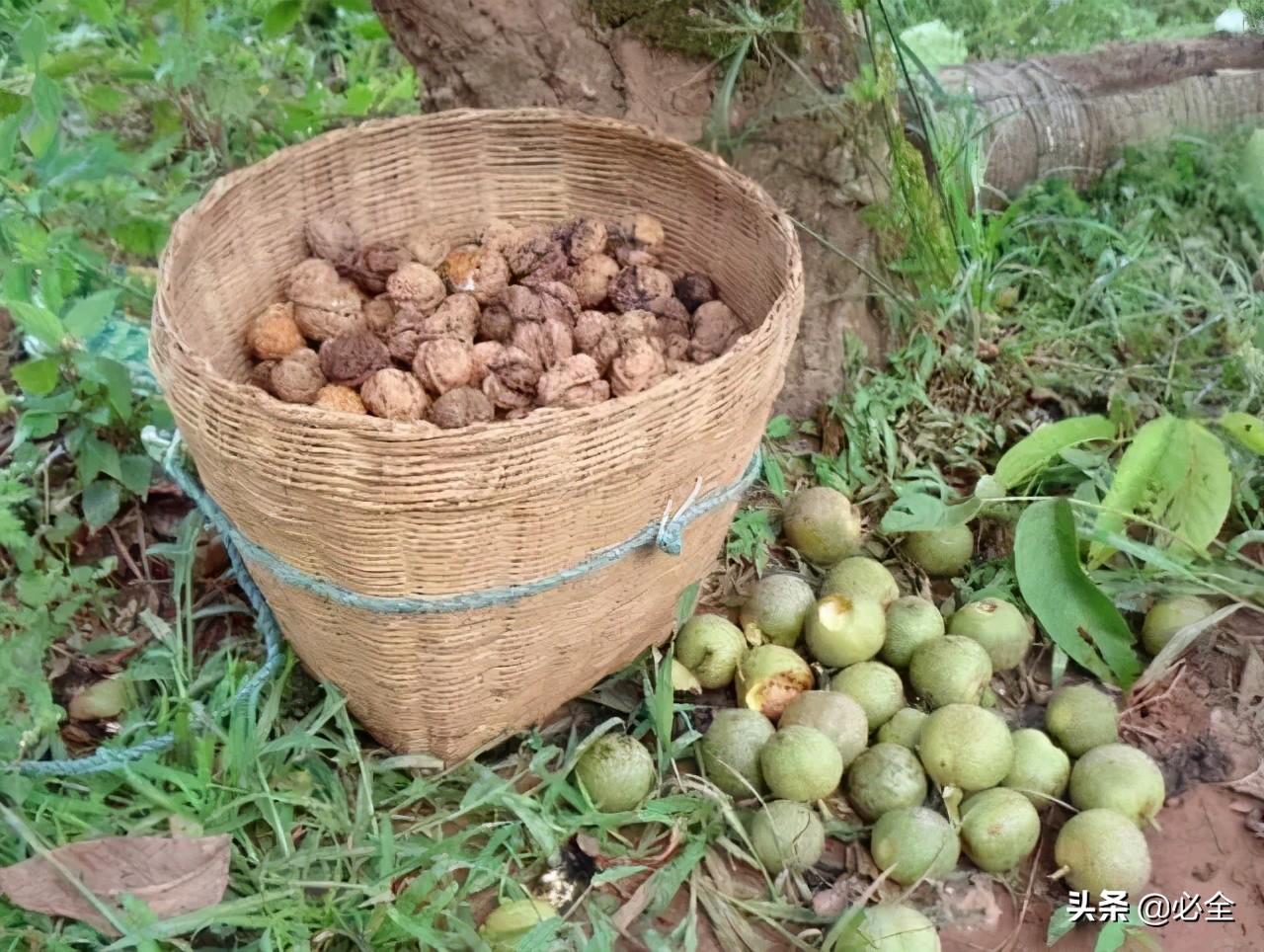 扁桃种植带领全县致富_扁桃种植致富_扁桃种植效益