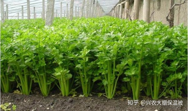 芹菜高产种植技术