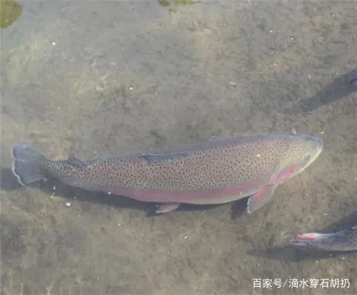 湖南冷水鱼养殖技术_湖南冷水鱼养殖基地_冷水养殖湖南鱼技术要求