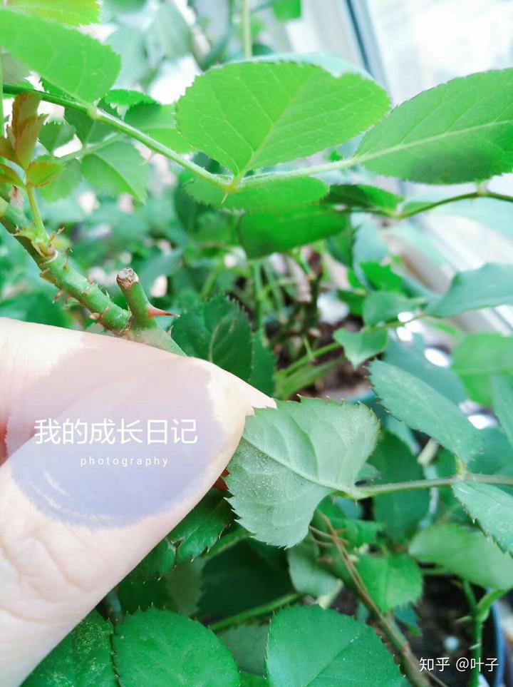 种植树桩月季致富经_种植树木的生态效益_种植树一株人工费