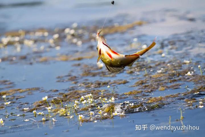 致富经黄颡鱼养殖_致富经黄颡鱼养殖技术视频_黄颡鱼养殖视频播放