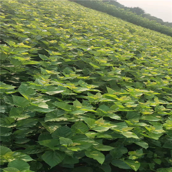 金桑树苗培育方法技巧、大棚如何种植台湾四季果桑树苗