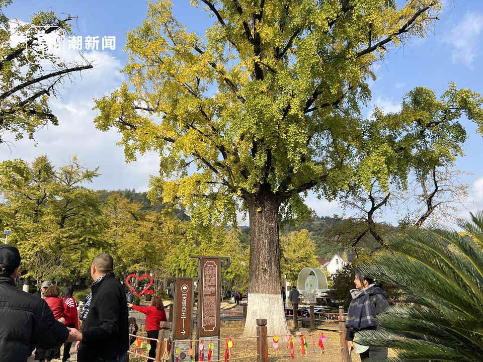 晒出“银杏面”、酿出“银杏酒”，他揭开古银杏树里的致富密码