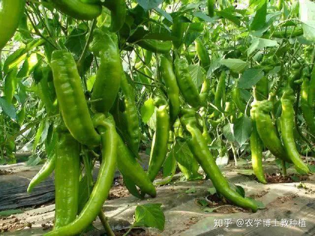 樟树港辣椒种植技术_辣椒如何种植技术_辣椒种植技术与管理