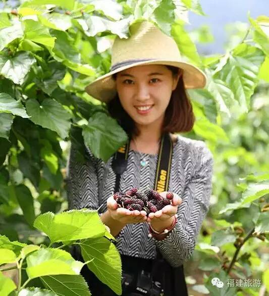 台湾果桑的种植方法_台湾桑果种植技术_种植台湾技术桑果视频