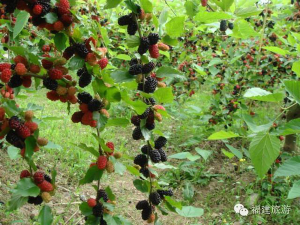 台湾果桑的种植方法_种植台湾技术桑果视频_台湾桑果种植技术