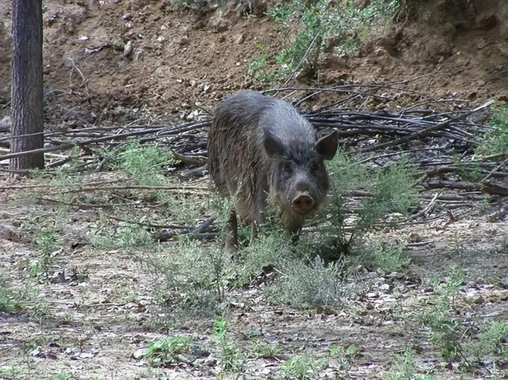 广东省野猪猪苗基地_广东野猪养殖基地_广东致富经养殖野猪致富