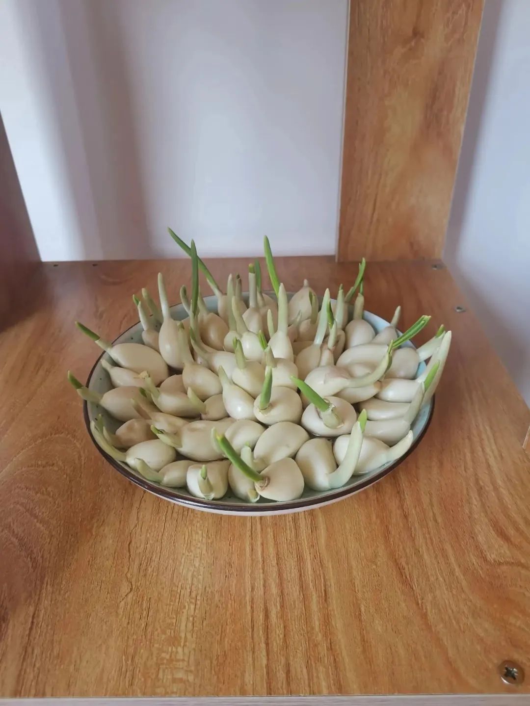 蒜苗无土栽培技术视频_无土种植蒜苗致富_无土栽蒜苗