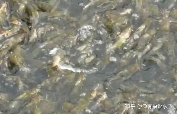 致富经黄颡鱼养殖视频_致富经黄颡鱼养殖_致富养殖鱼黄颡鱼图片