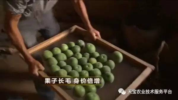 致富经果_致富果幸福果_致富果公司董事长