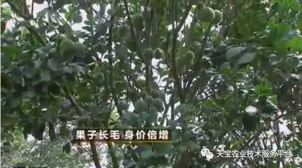 致富果公司董事长_致富果幸福果_致富经果