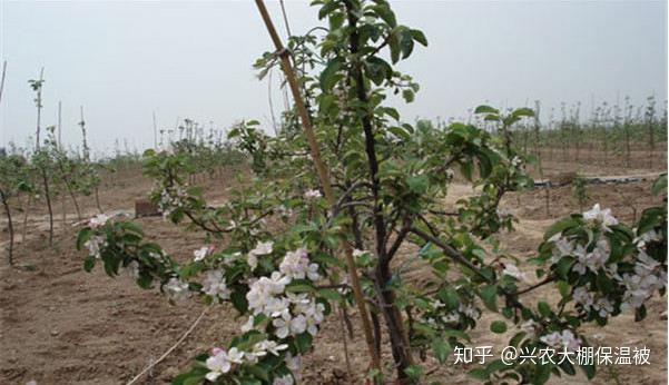 红肉苹果的高产栽培技术