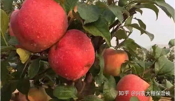 泥鳅养殖需要什么条件_黄泥鳅的养殖技术_养黄泥鳅好吗