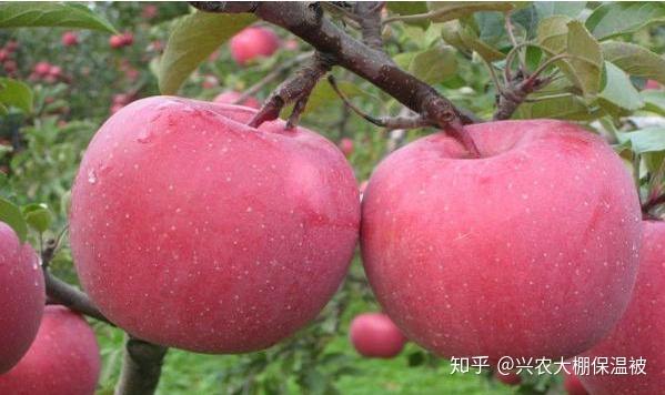 养黄泥鳅好吗_黄泥鳅的养殖技术_泥鳅养殖需要什么条件