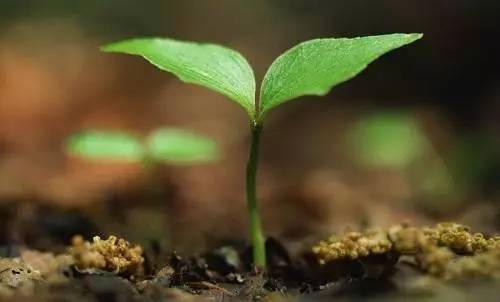 樟树港辣椒种植技术_辣椒种植技术与管理方法_辣椒如何种植技术