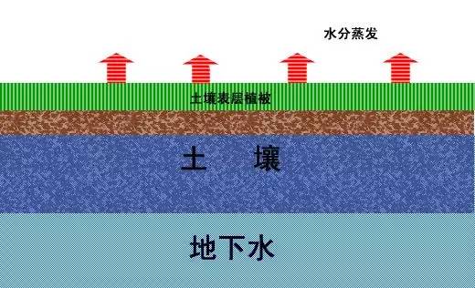 辣椒种植技术与管理方法_樟树港辣椒种植技术_辣椒如何种植技术