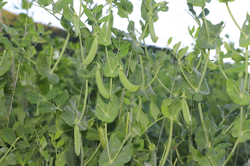 致富豌豆种植菜棚图片_种植菜豌豆致富_豌豆种植技术