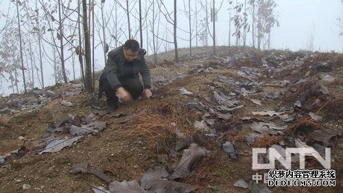 张成生高山上的种植药材乌天麻带来千万财富