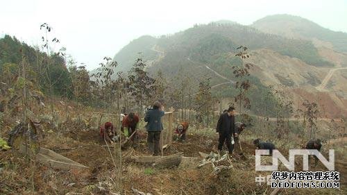 张成生高山上的种植药材乌天麻带来千万财富