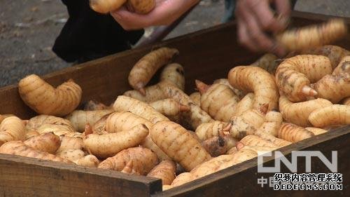 张成生高山上的种植药材乌天麻带来千万财富