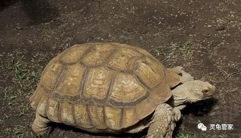 致富养殖古代行业现状_古代养殖致富行业_致富养殖古代行业怎么样