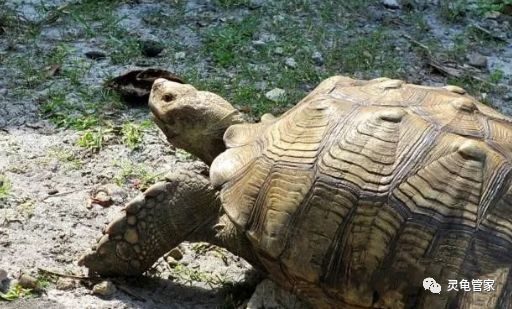 致富养殖古代行业怎么样_古代养殖致富行业_致富养殖古代行业现状