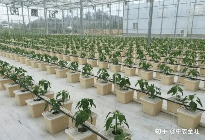 致富种植防风草图片_防风种植成本与利润_防风种植致富