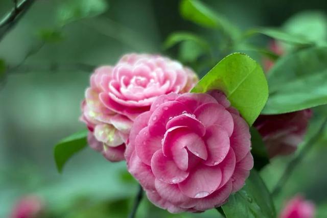 养殖室内茶花技术可以做什么_室内种植茶花可以成活多久_茶花可以室内养殖技术