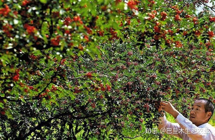 致富种植防风植物_防风种植成本与利润_防风种植致富