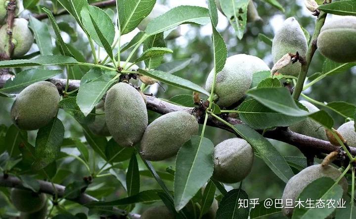 防风种植致富_致富种植防风植物_防风种植成本与利润