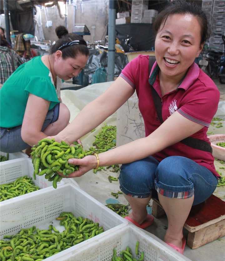 江苏豆虫养殖技术_豆虫养殖前景_豆虫养殖的投资和效益