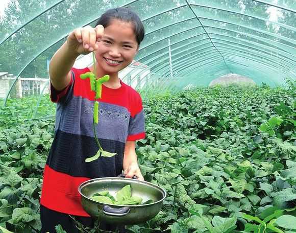 豆虫养殖的投资和效益_豆虫养殖前景_江苏豆虫养殖技术