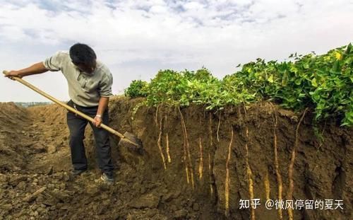 淮山药种植技术用竹子可以吗_淮山药种植技术_淮山药种植技术与栽培管理方法