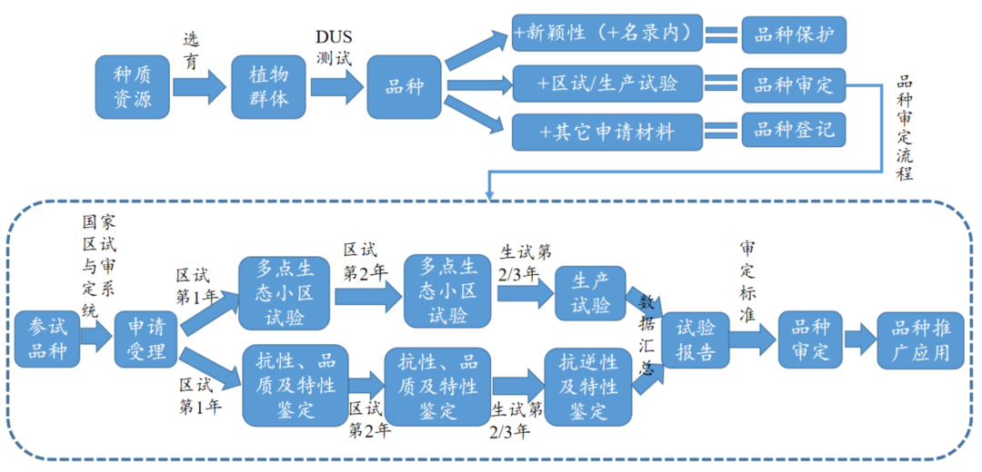 品种审定一般流程（参照《主要农作物品种审定办法》）