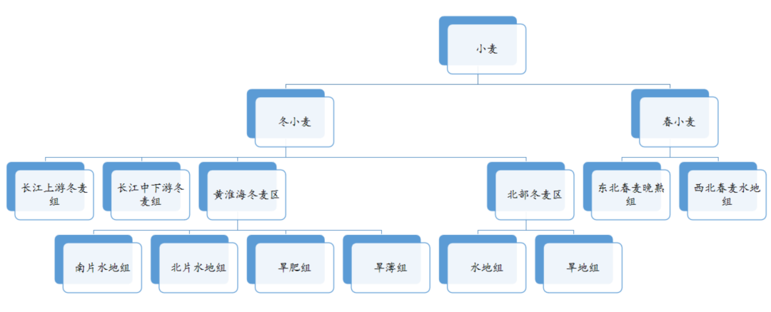 小麦生态区划分