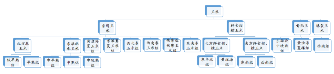 玉米生态区划分