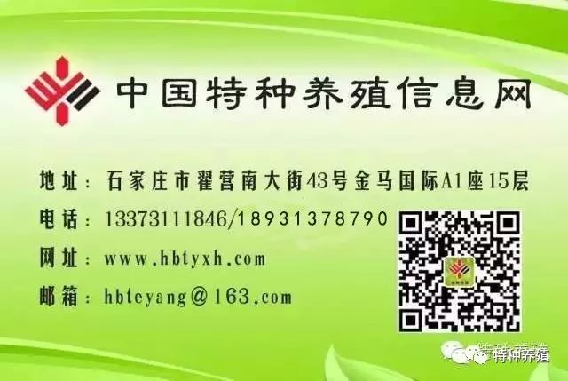 肉鸽养殖户_肉鸽养殖技术交流群_养殖肉鸽通话技术