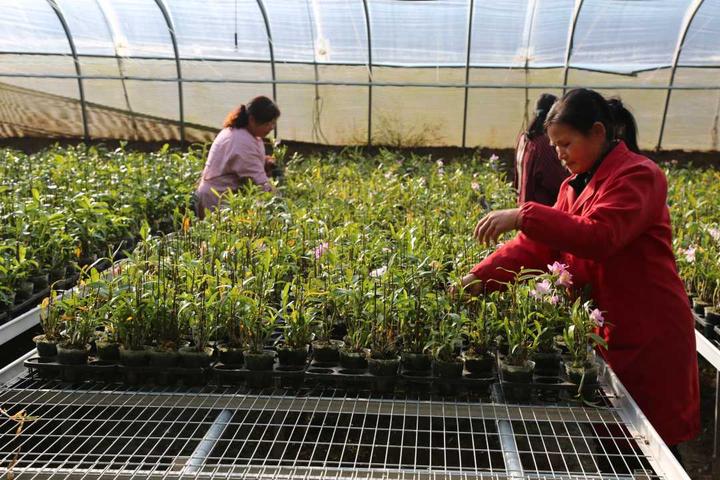 河北农村种植什么赚钱不愁销路_河北农村种植致富项目_河北农民种植致富