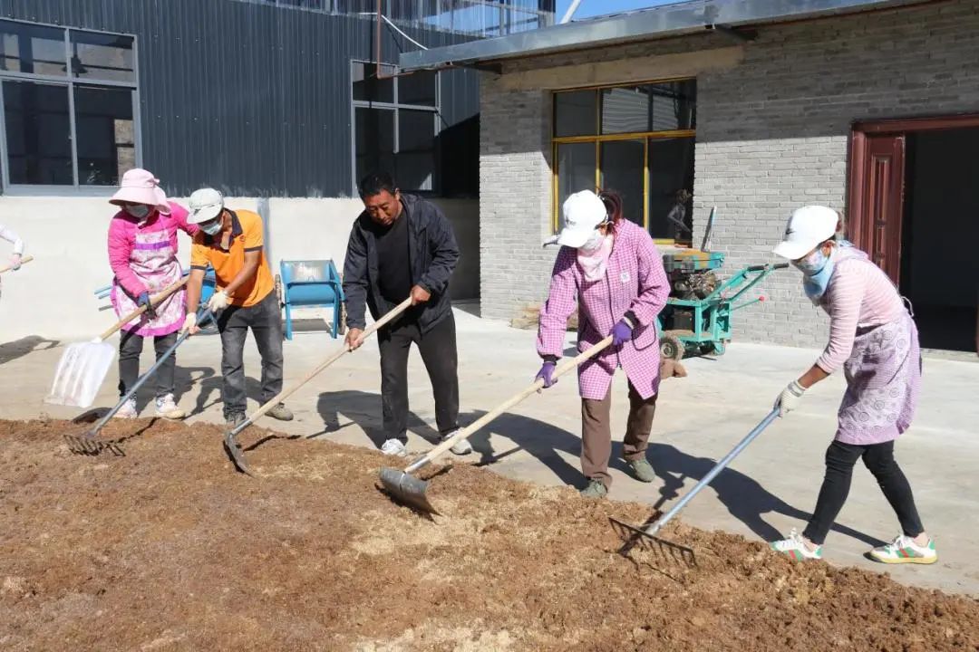 ​​种植羊肚菌“闯”出增收致富一片天