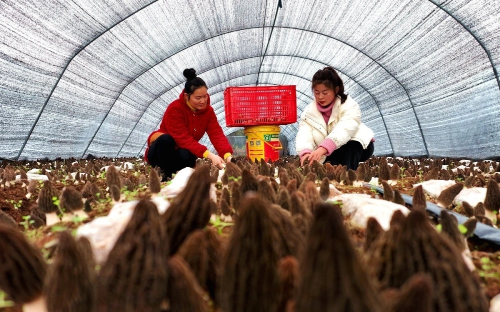 羊肚菌开出致富“伞” 仁寿探索特色产业助农增产增收