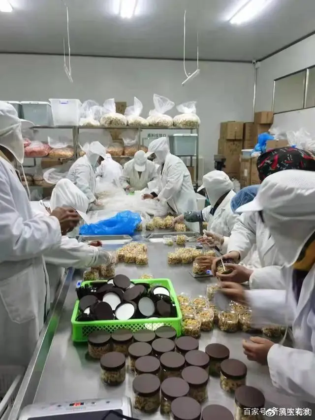 野生菌种植基地_野生菌种植致富_野生菌类栽培技术