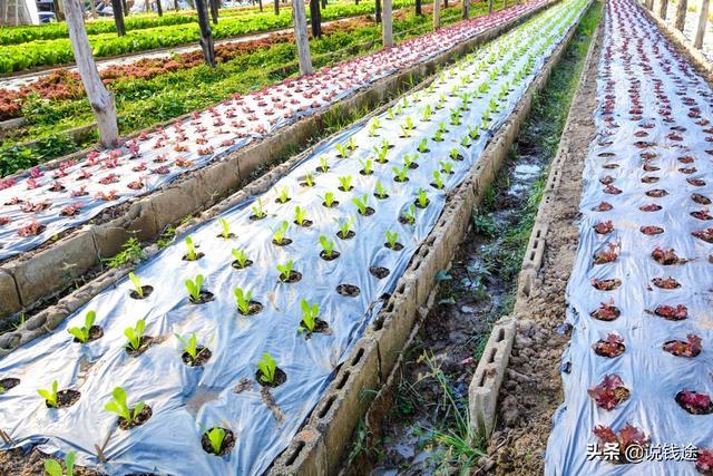 农村5个药材种植致富项目（农村种植药材致富项目）