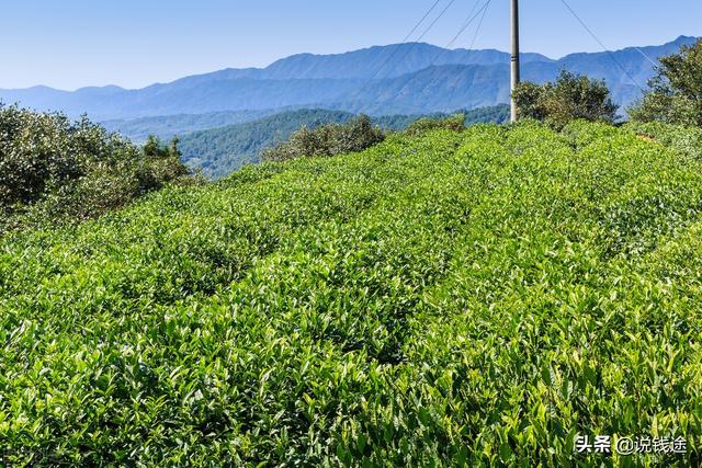 农村5个药材种植致富项目（农村种植药材致富项目）