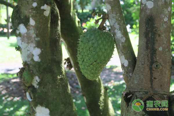 释迦果种植技术和管理方法是什么？