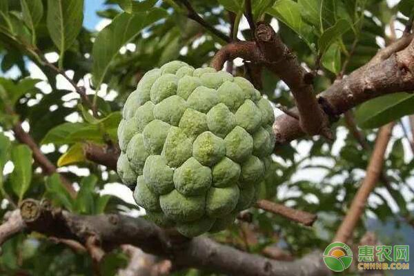 菜瓜栽培技术要点_菜瓜种植技术与病_菜瓜栽培技术